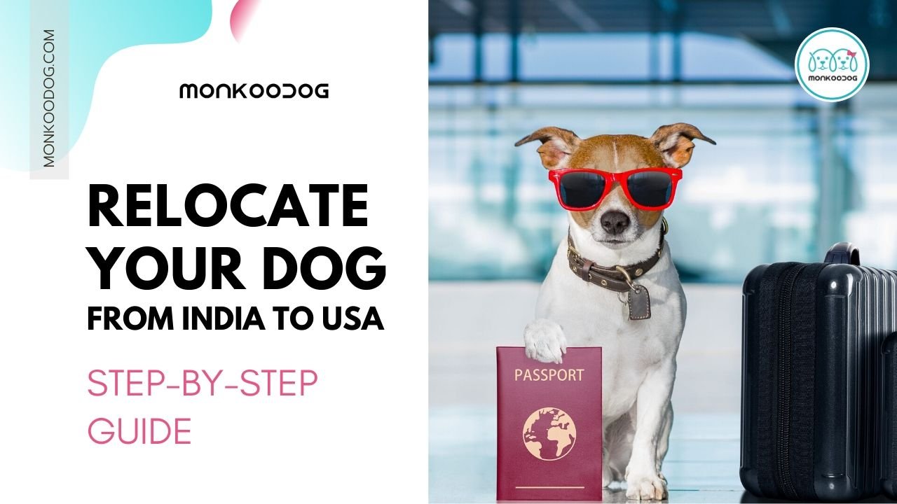 can i take my dog to usa from india