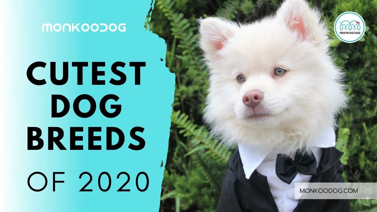 top 10 cutest dogs in the world 2022