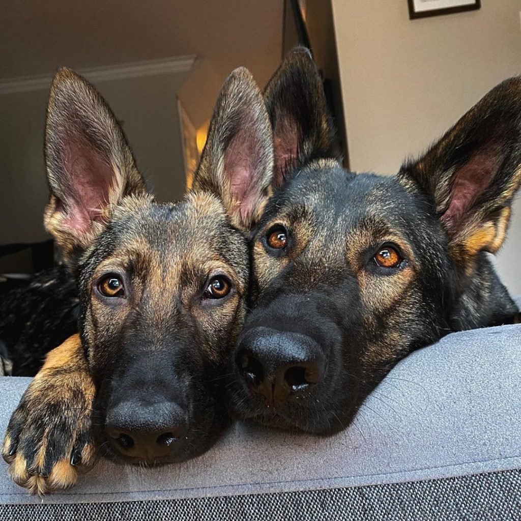 Picture of Jade & Jasper from Jade the Sable GSD