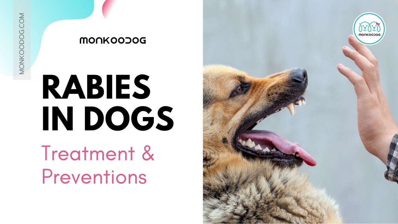 does a puppy bite cause rabies