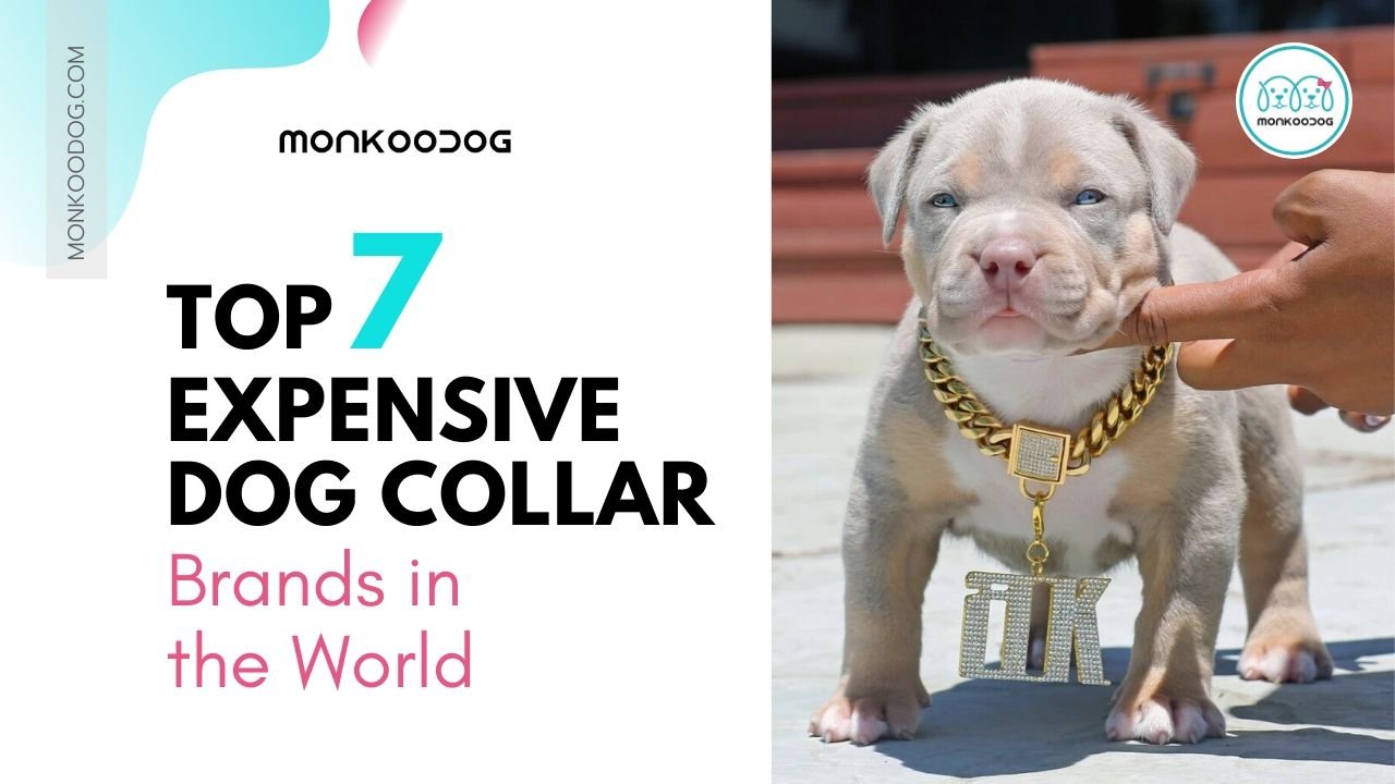 Top 7 Most Expensive Dog Collar Brands in the World - Monkoodog