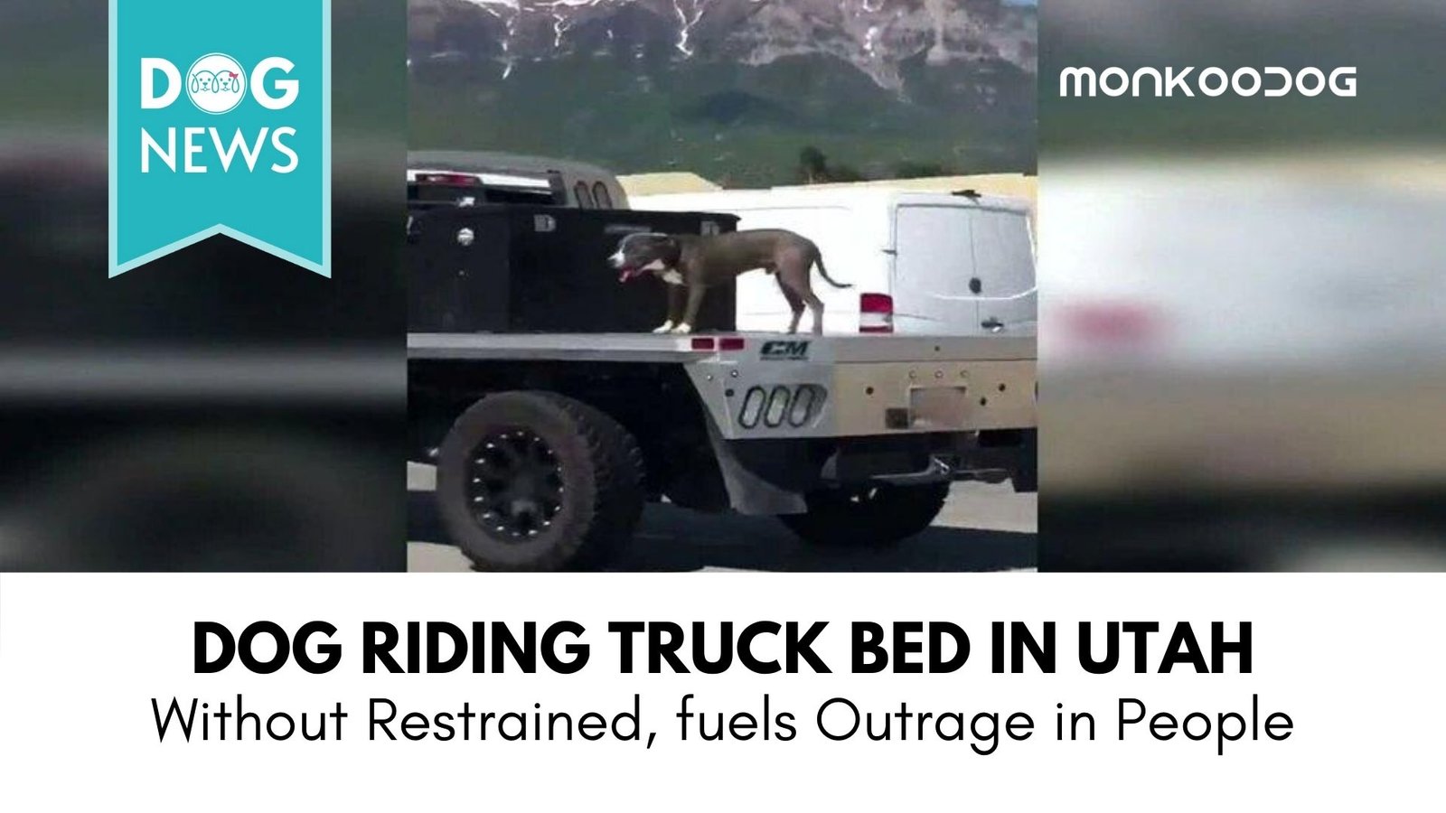 Video of a Dog on an Unrestrained Truck Bed Raises Concerns and Calls for Action.