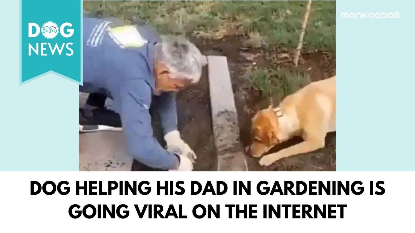 A Viral Video of a Pet Dog Helping his Human Dad in Gardening is a Trending dog news on the Internet.