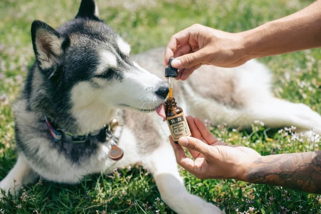 CBD oil being administered to a Siberian Husky