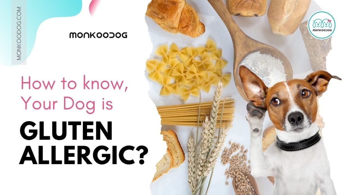 Does Your Dog Have Gluten Allergy: Symptoms,diagnosis - Monkoodog