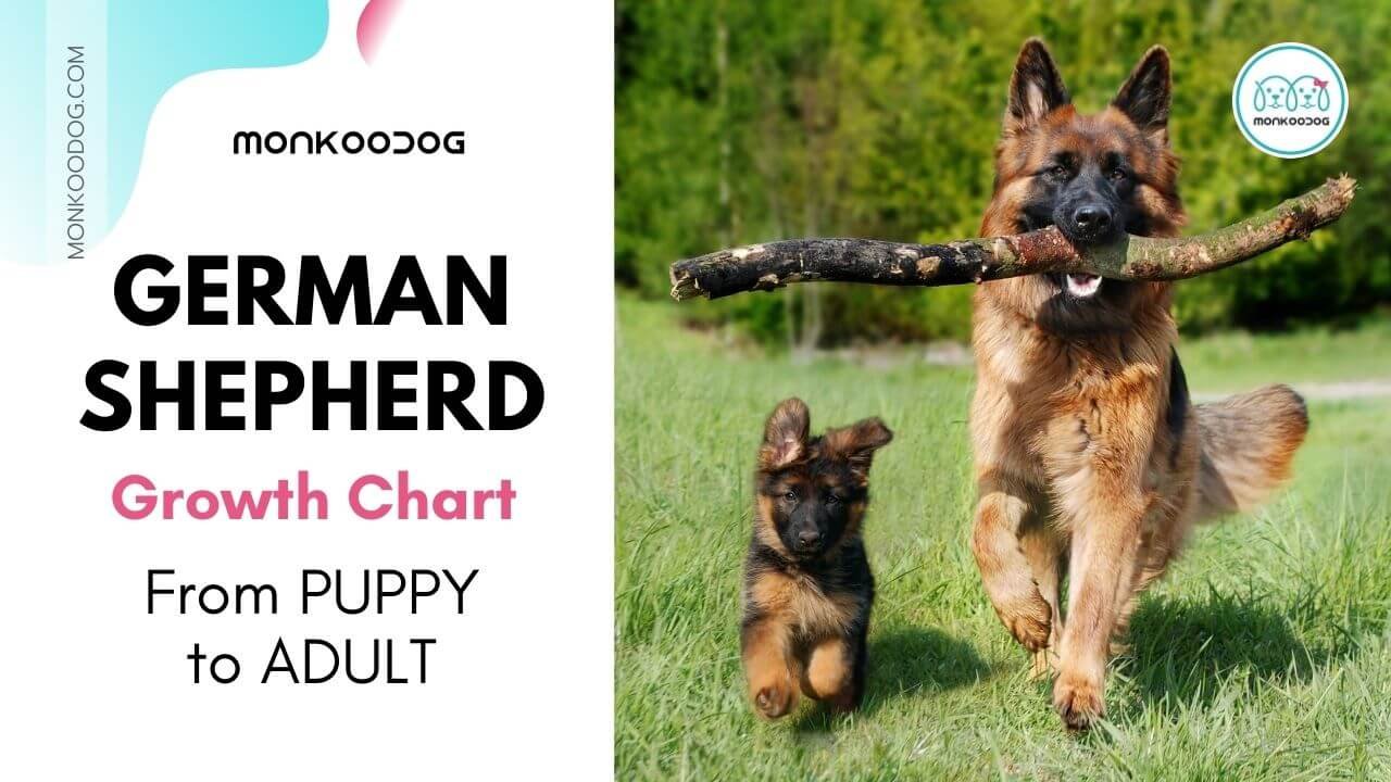 german shepherd size and weight