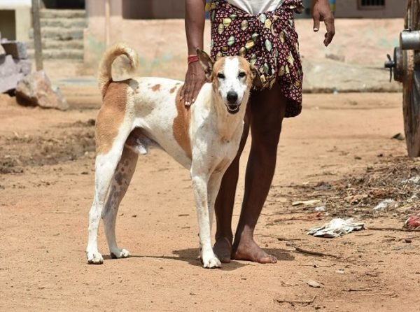 Top 10 Indian Dog Breeds To Adopt | Dogs For Adoption - Monkoodog