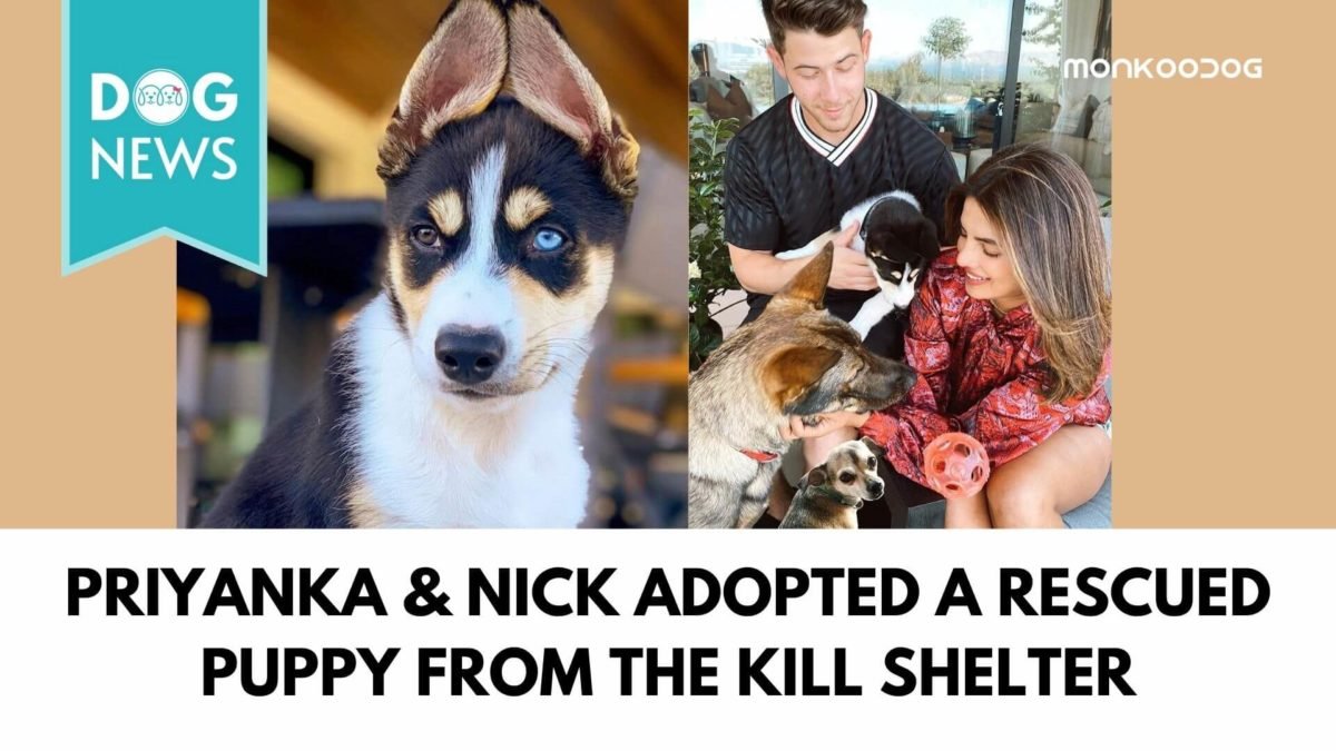 Priyanka Chopra and Nick Jonas Adopted Dog Panda - Monkoodog