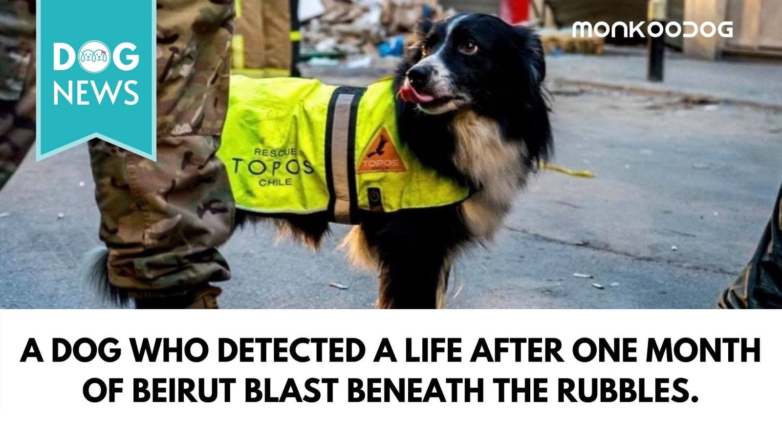 A Dog who detected a life after one month of beirut blast beneath the rubbles.