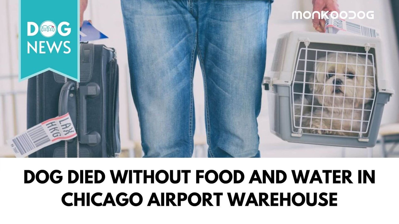 Dog Died Without Food And Water In Chicago Airport Warehouse; Airline In Trouble