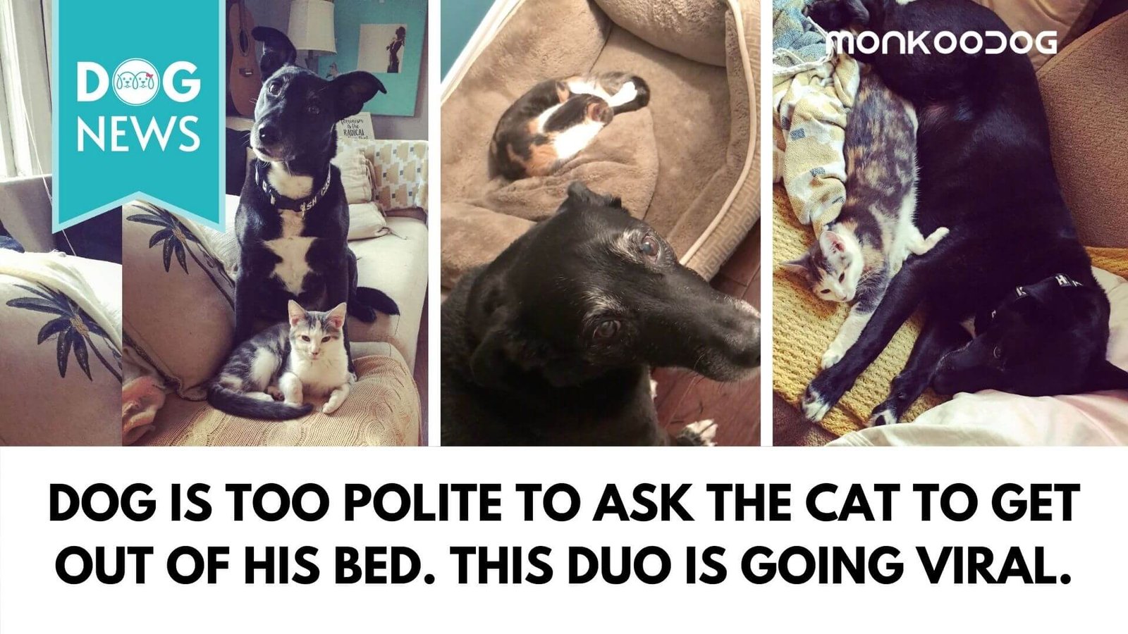 Dog refuses to ask his cat sibling to move from his bed in the latest viral video sensation.