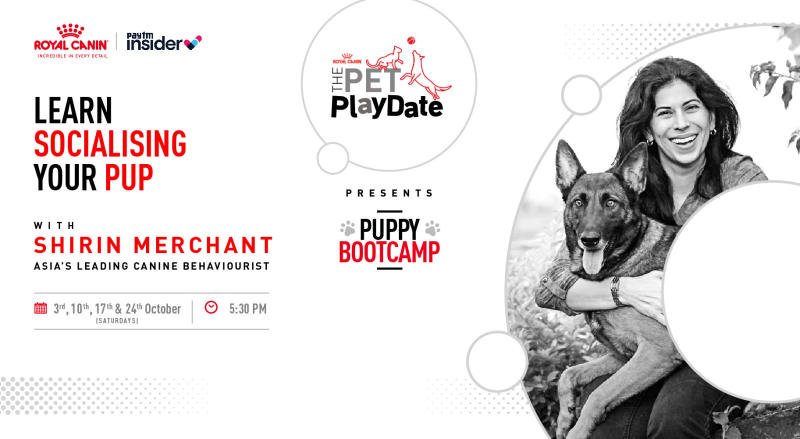 The Pet Playdate with Royal Canin Feat