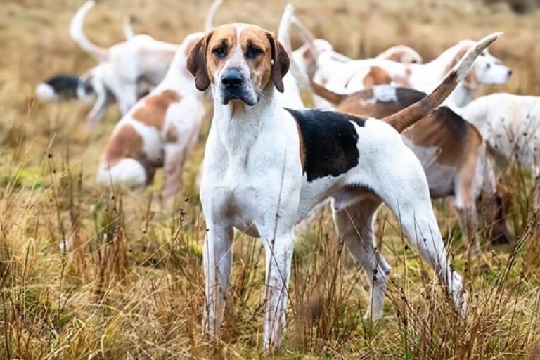 Top 10 Best Hunting Dog Breeds Hunting Dog Monkoodog   Picture From American Kennel Club 768x512 