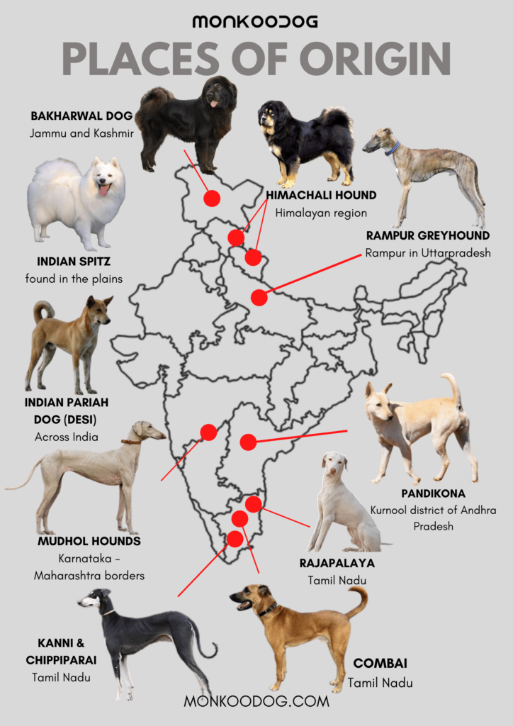 Origin of Indian Dogs: Indian Dog Breeds - Monkoodog