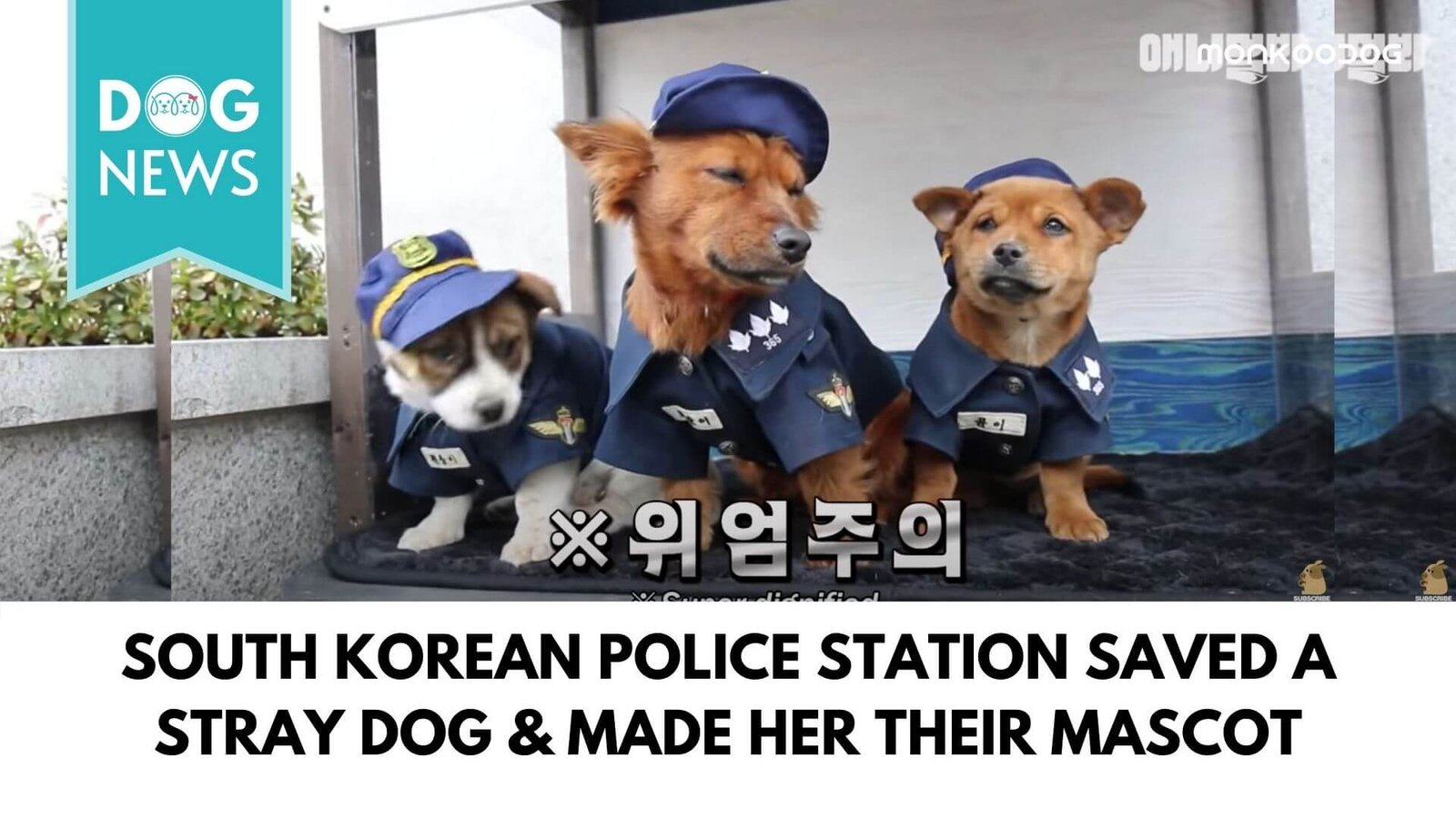 South Korean Police Station adopted a stray dog as their lucky mascot