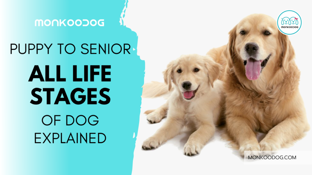 The Six Stages of a Dog's Life What You Should Know Monkoodog