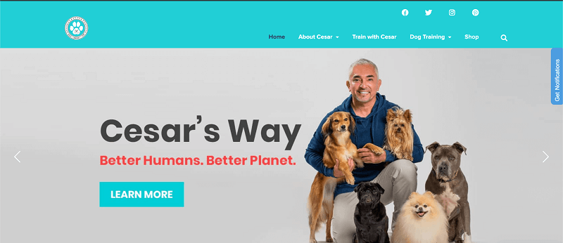 websites for dog stuff