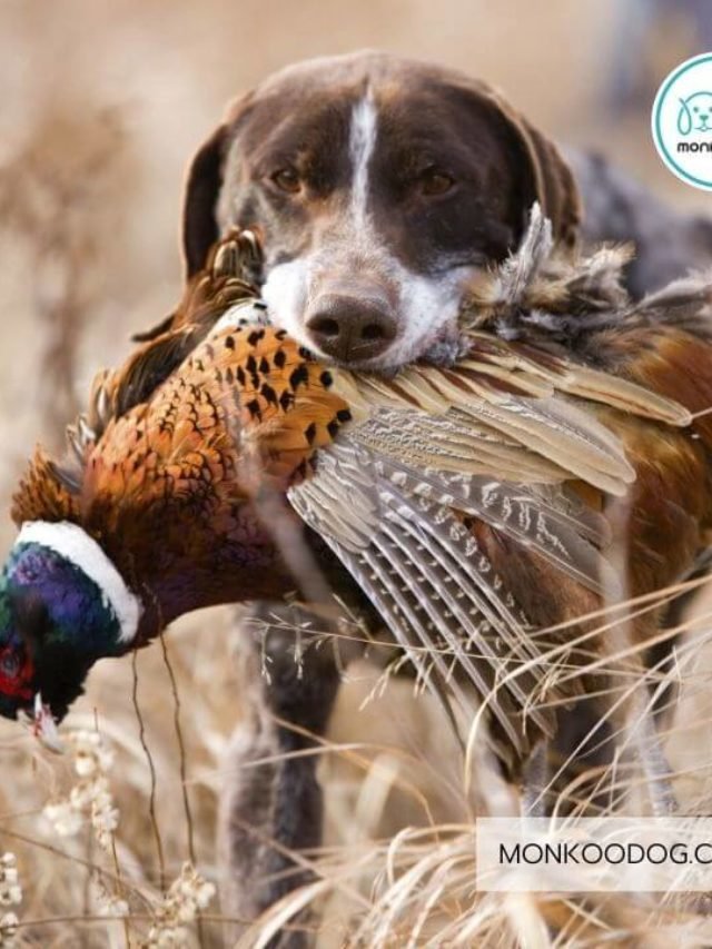 Top 10 Hunting Dog Breeds  in the World 2022