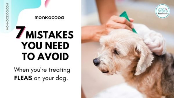 Treating and Preventing Fleas on Your Dog - Monkoodog