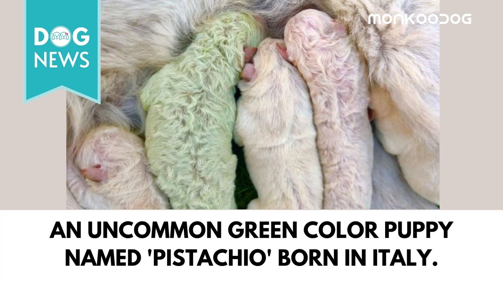 An uncommon green color puppy named 'Pistachio' born in Italy.