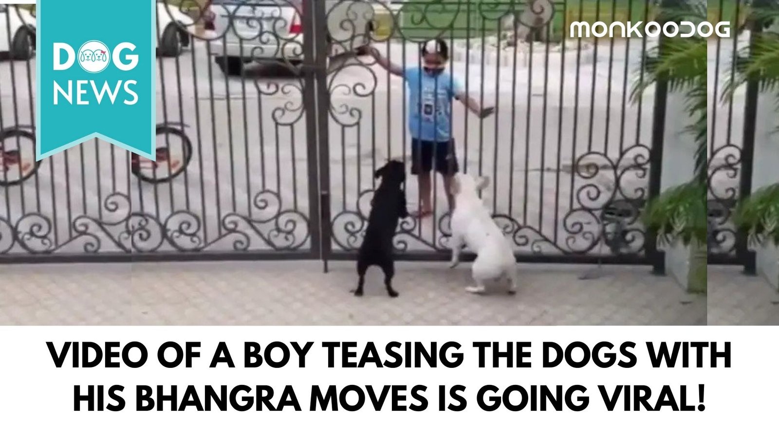 Dog’s reaction made the video viral when a Sikh boy teases the dogs with his Bhangra moves