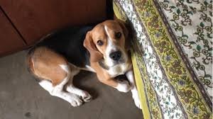 Mumbai woman saved by a dog