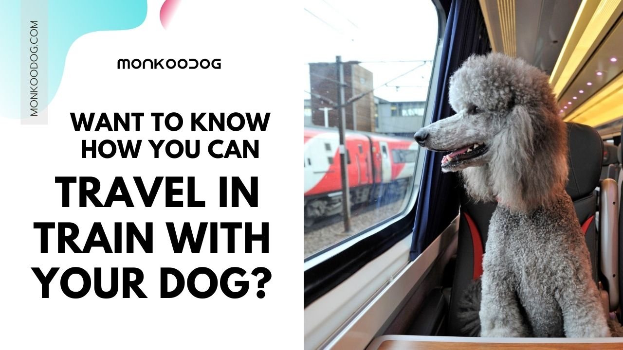 train journeys with dogs