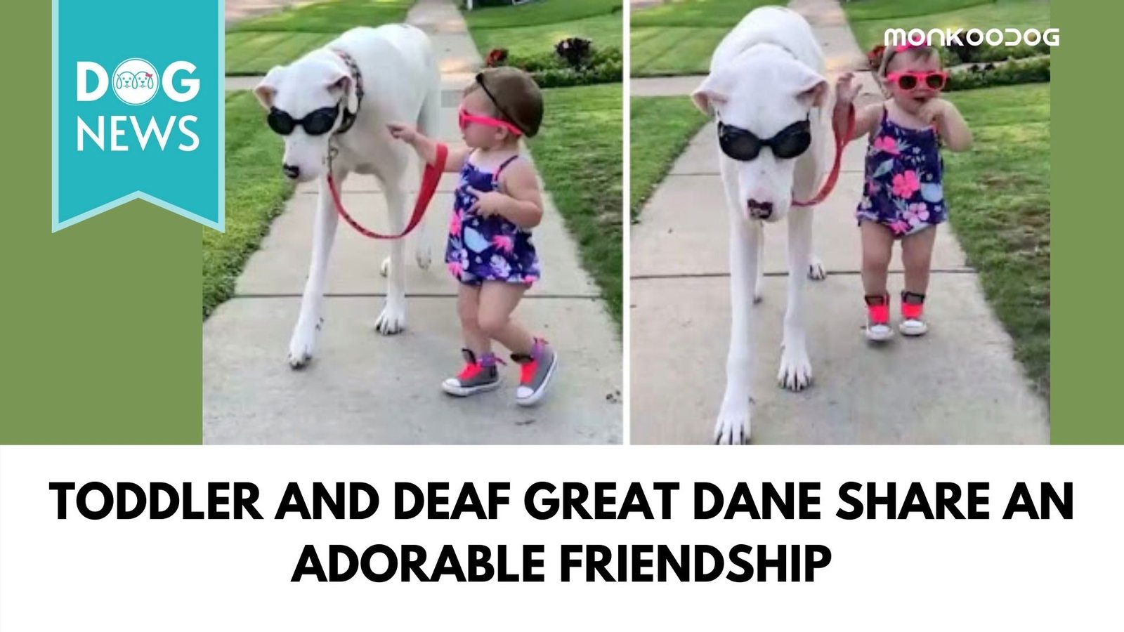 Video of a 17-month-old girl insisting to walk a huge deaf and blind dog has the internet going emotionally crazy.