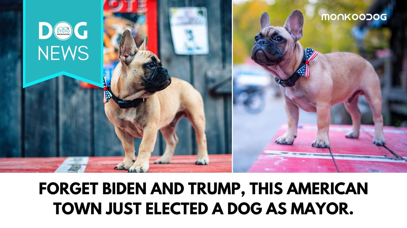 Amidst the Trump vs Biden US election scenario, Kentucky chooses a dog as their Mayor.