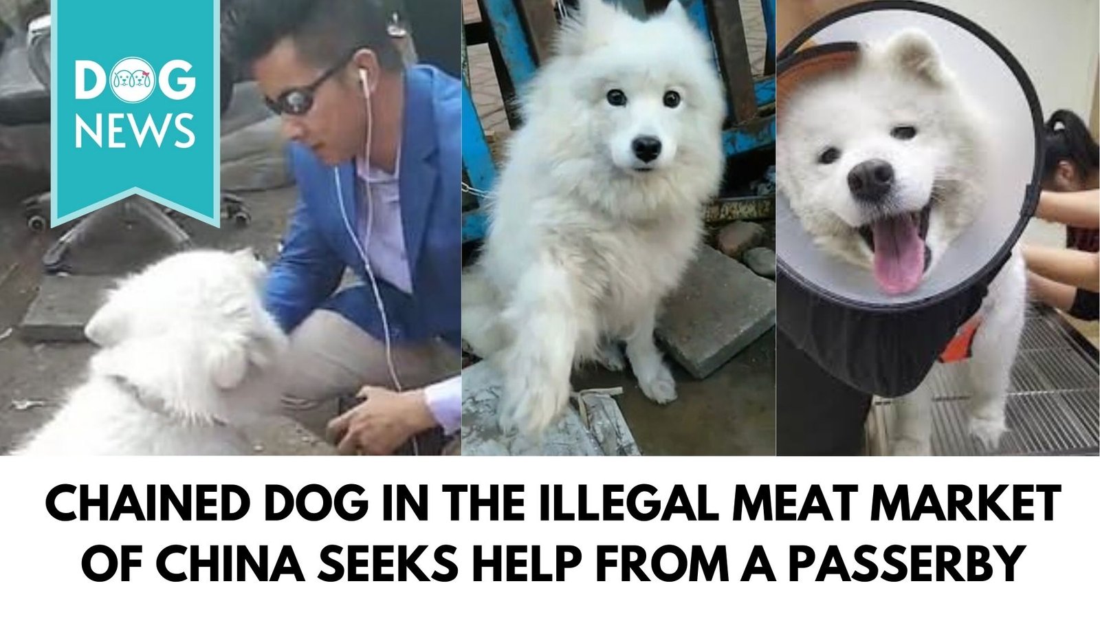 Chained dog in the illegal meat market of China seeks help from a passerby