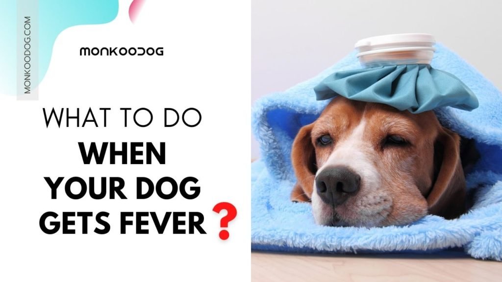Fever in Dogs Causes, Symptoms and Treatments Monkoodog