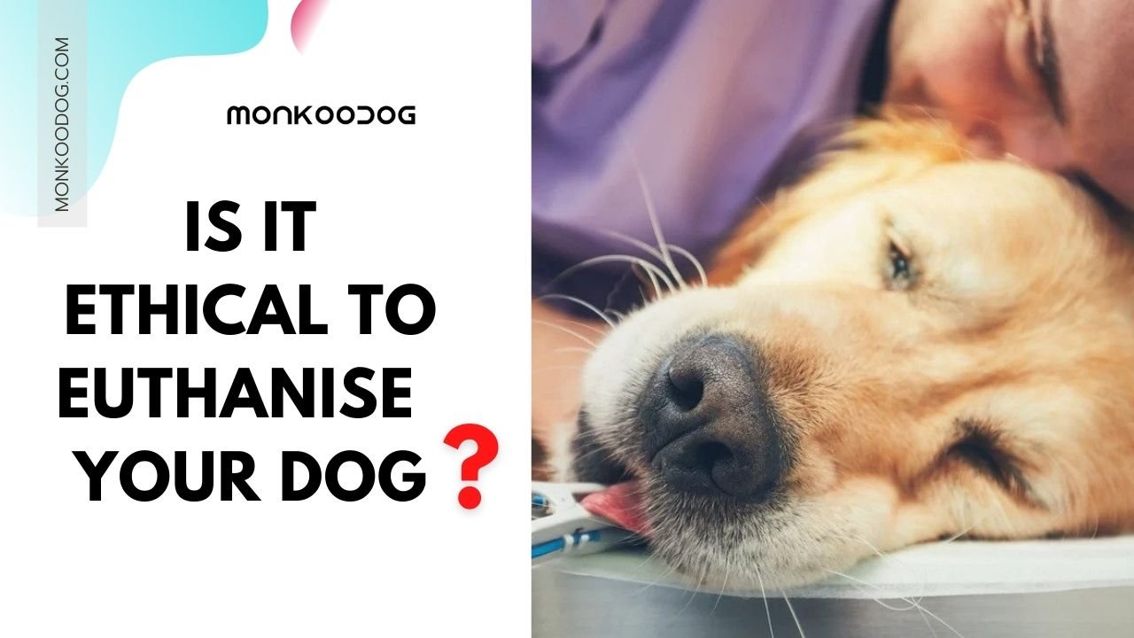 IS IT ETHICAL TO euthanise your DOG