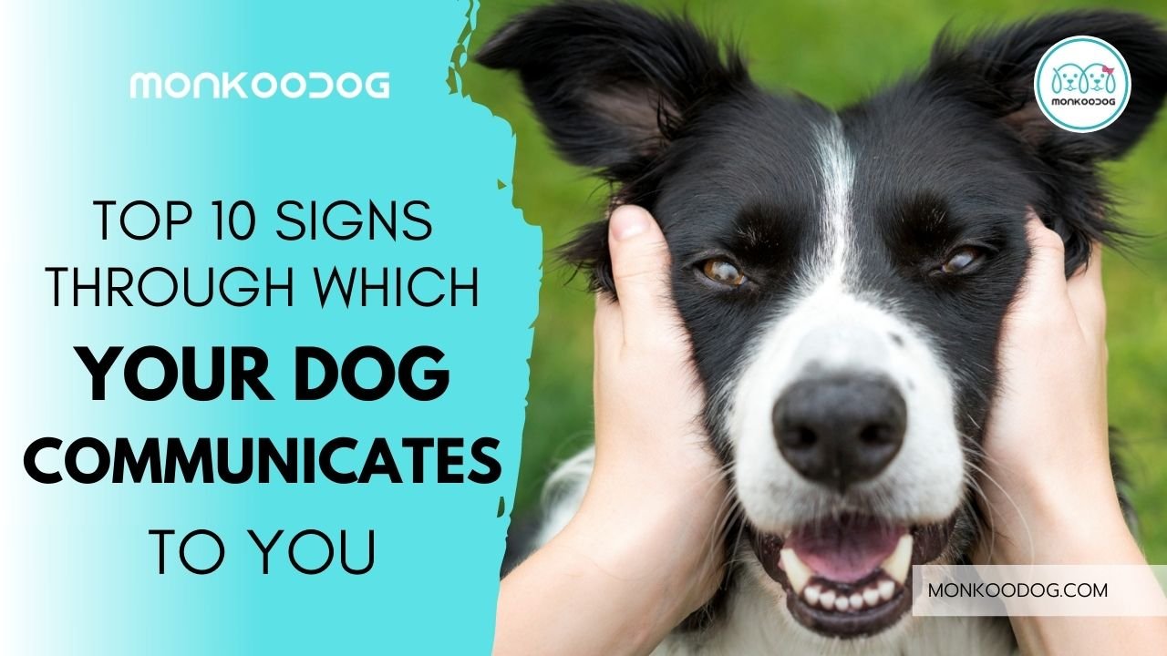 Top 10 Signs of Dog Communication