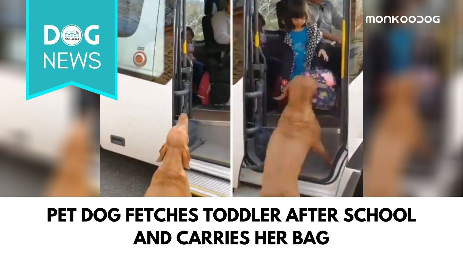 Video Of Pet Dog Taking Toddler Up To The School Bus While Carrying The School Bag Goes Viral
