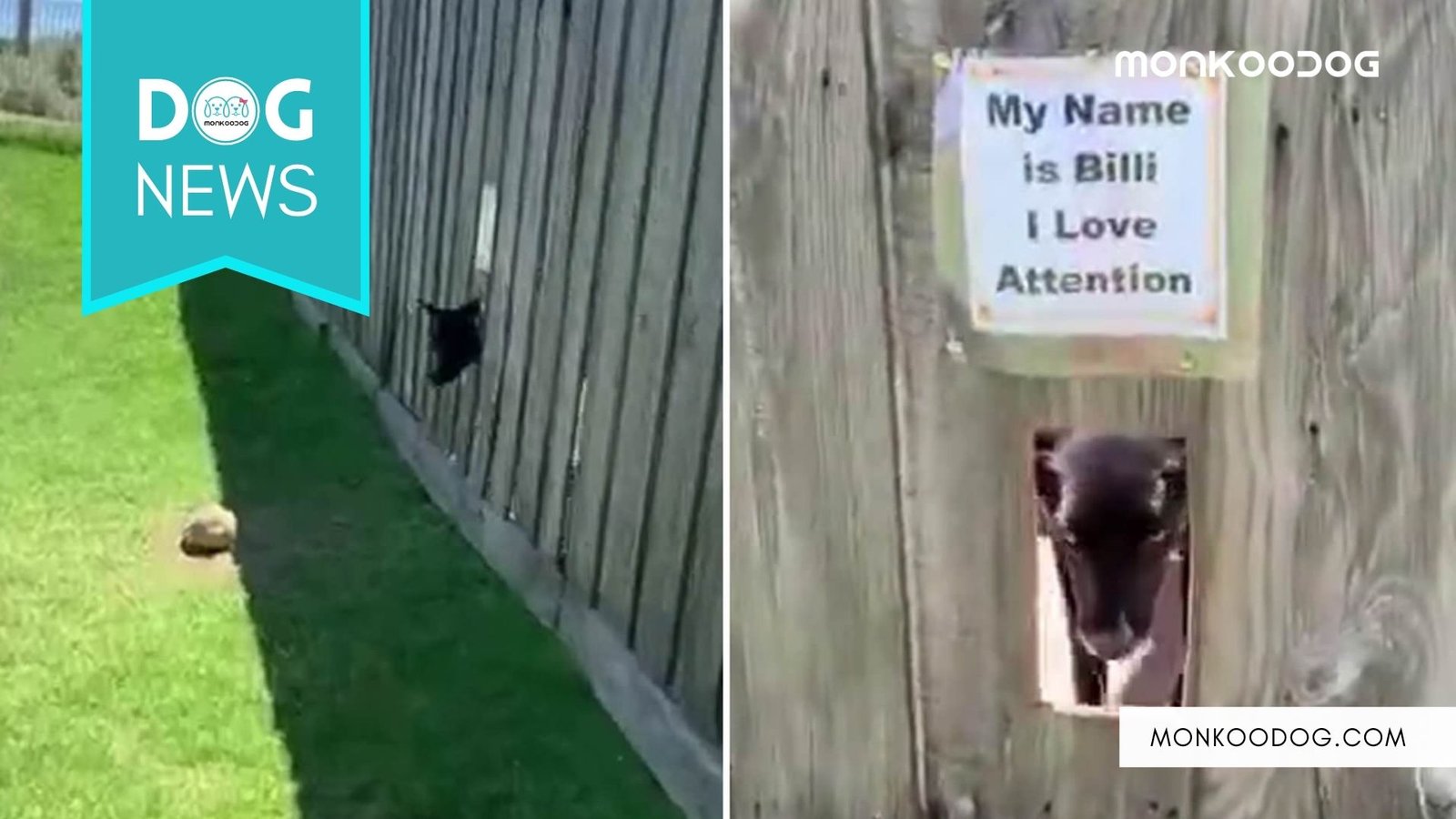 Dog Owner Creates Peep Hole For His Labrador Dog Named Billi Can Play With Passersby.