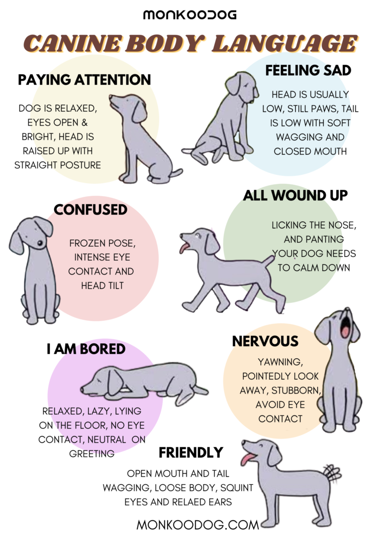 How to Understand Your Dog’s Body Language - Monkoodog