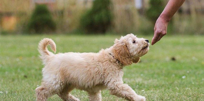 Learn and start training your dog