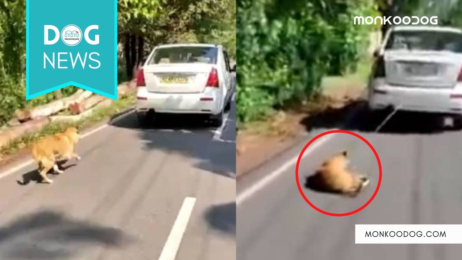 Man Arrested In Kochi For Dragging His Pet Dog Tied Behind His Car