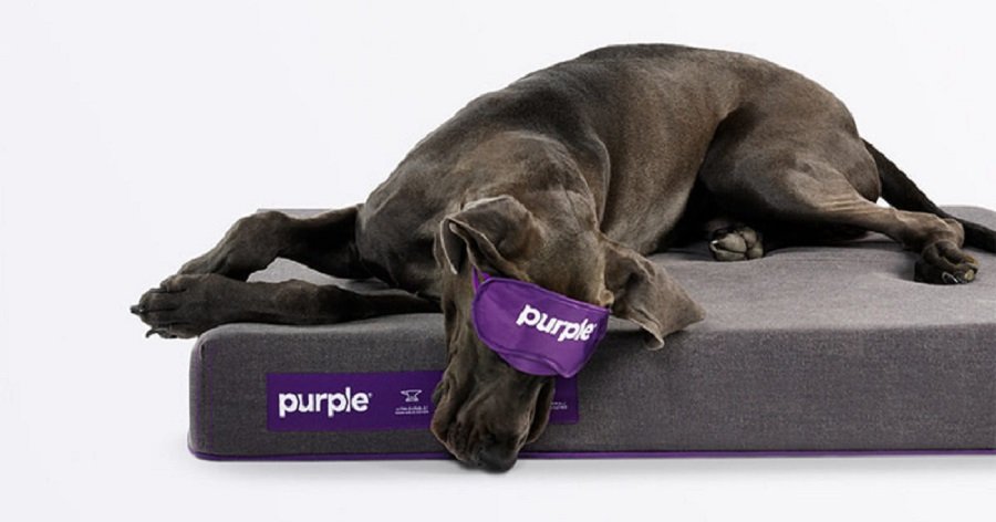 Purple Pet Bed
