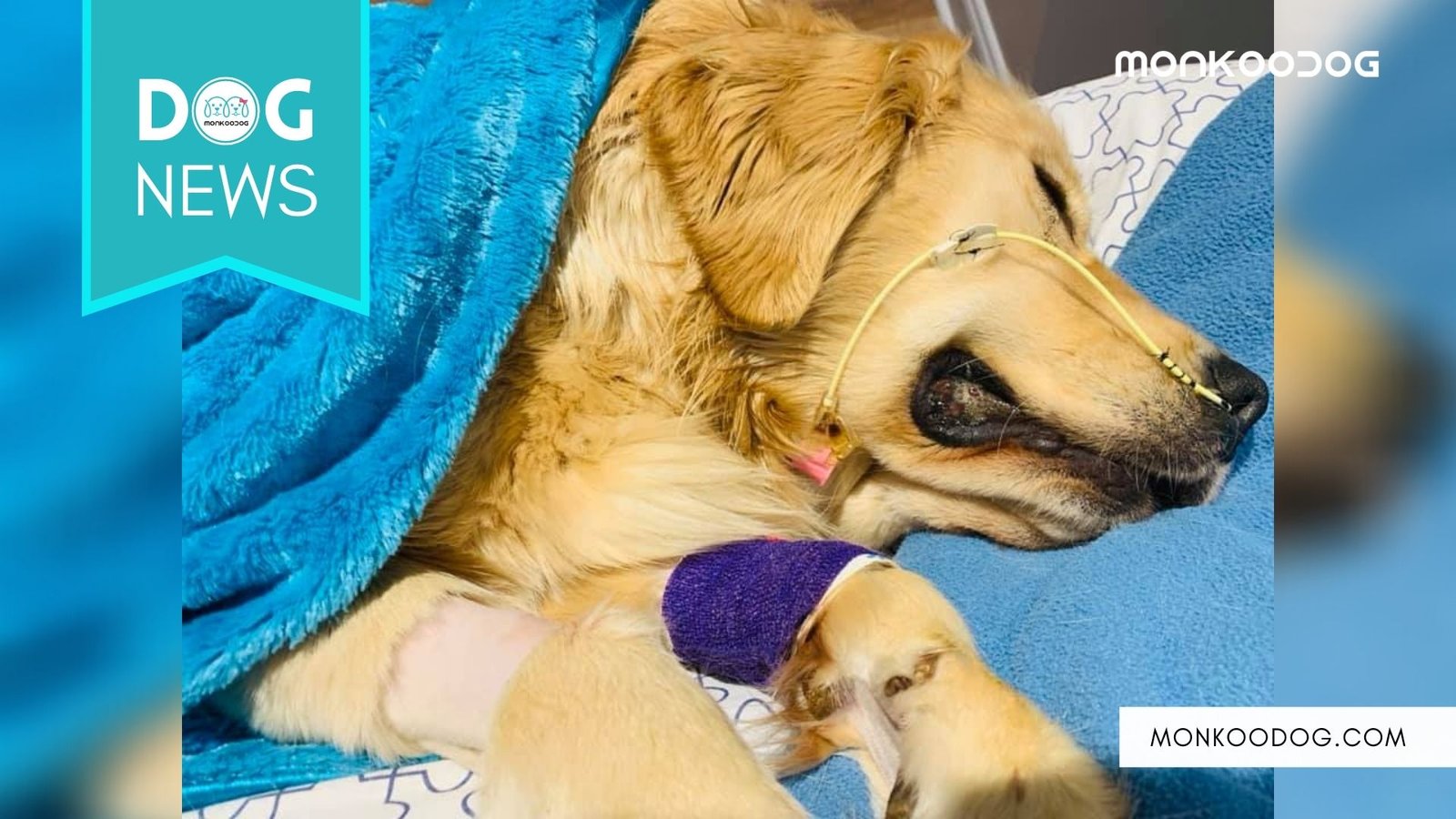 WARNING_ A Golden Retriever Dog Dies Of Rope Toy