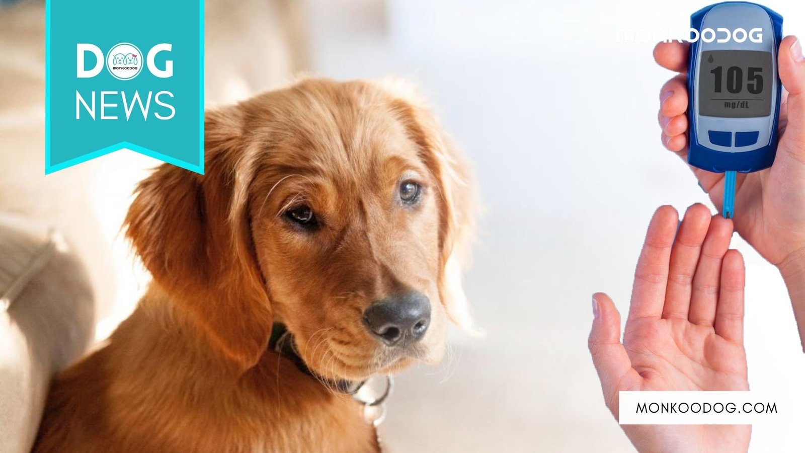 Your Dog Can Share Your Diabetes, Study Says