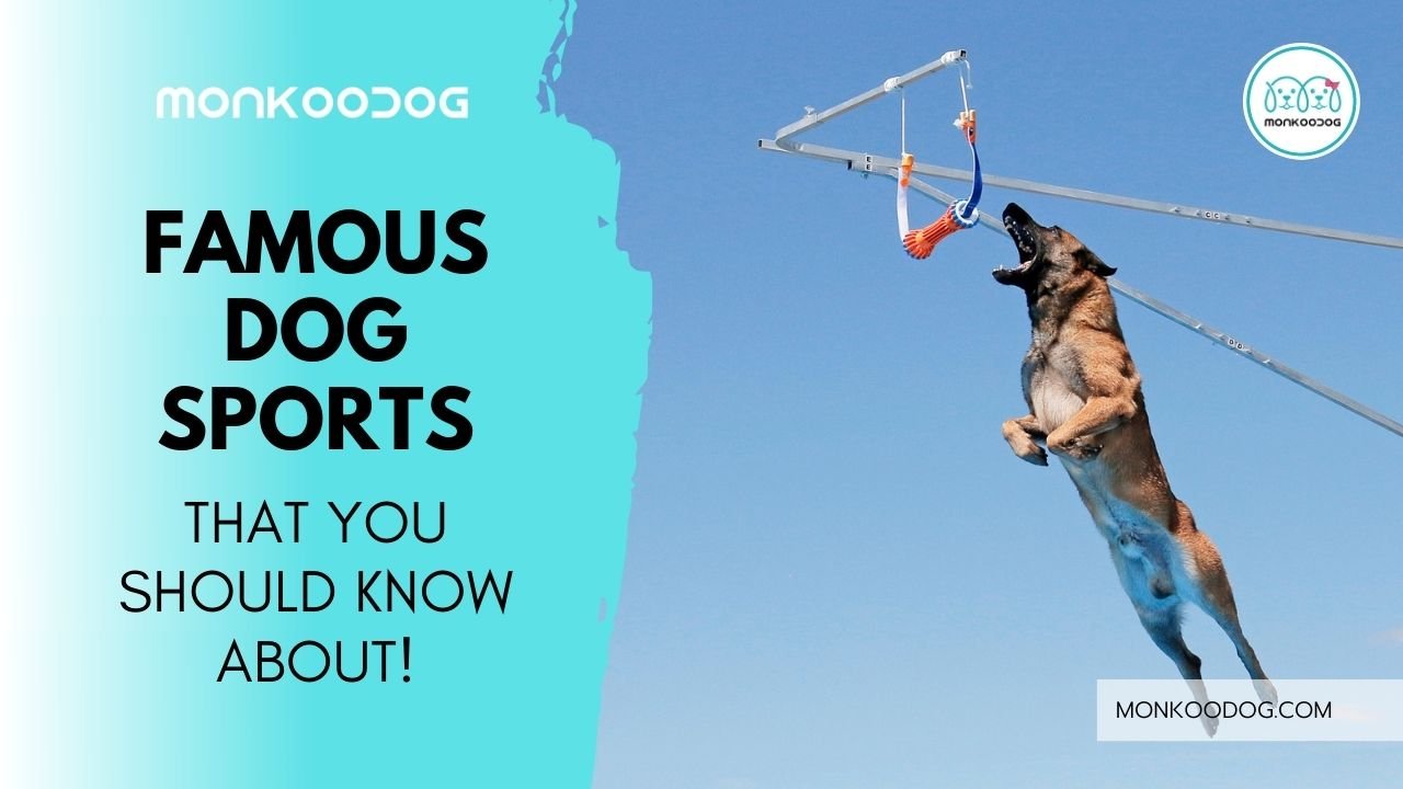 Famous Dog Sports That You Might Never Know Before