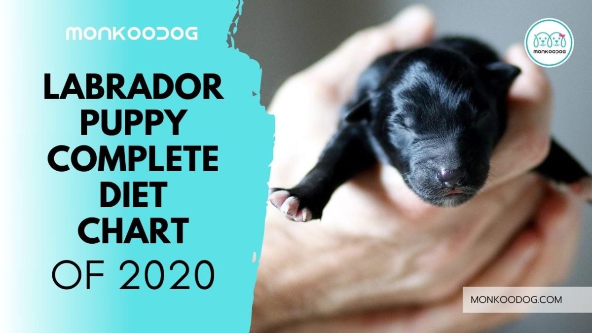 labrador-puppy-complete-diet-chart-monkoodog