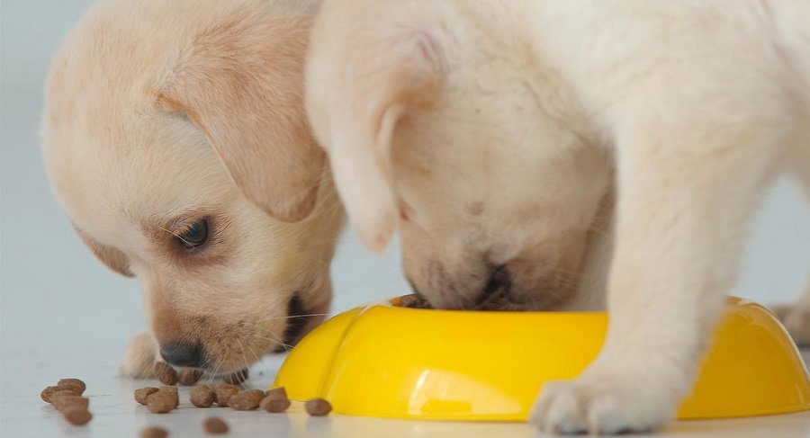 Food for 1 shop month labrador puppy