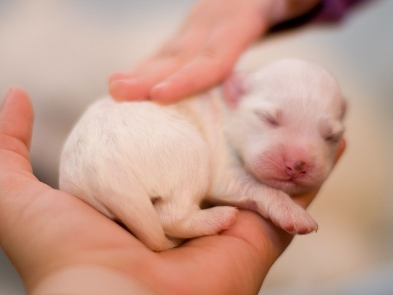 1 month labrador clearance puppy food chart