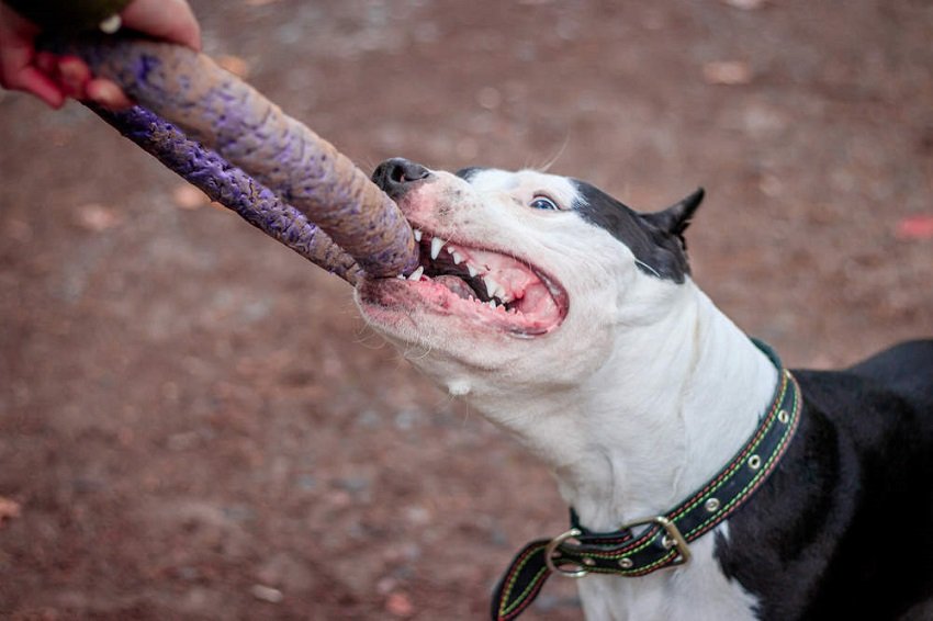 do pit bulls really have lock jaw