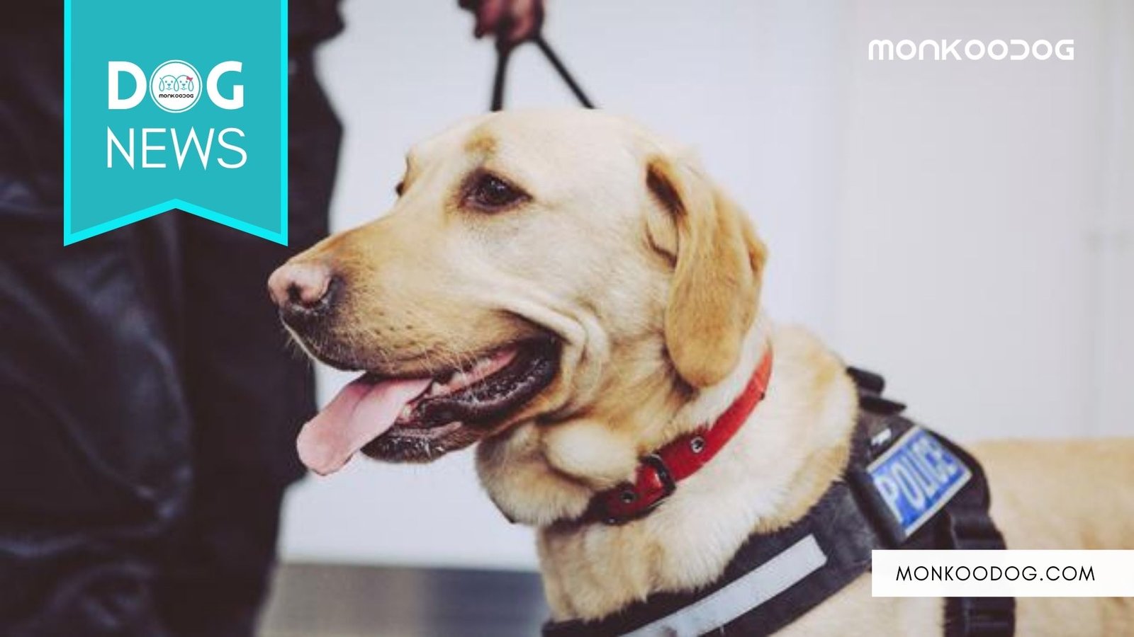 Sniffer Dog Catches Rapist in Mumbai