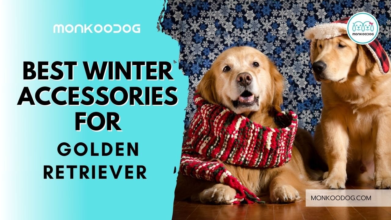 best winter accessories for golden retriever