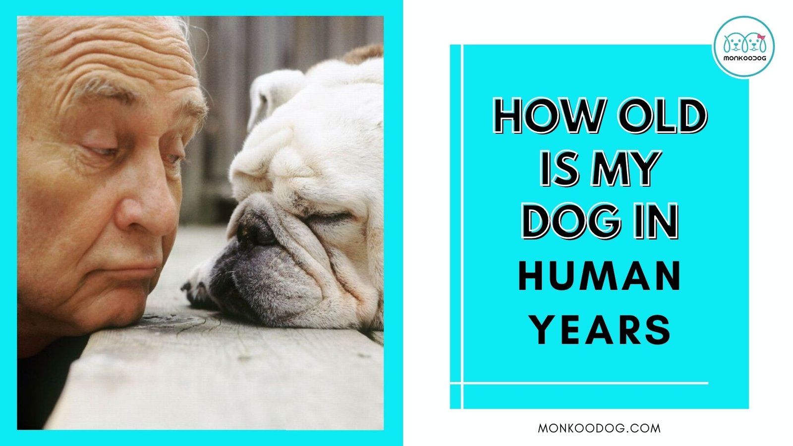 Dog Age Calculator - How old is my dog in human years