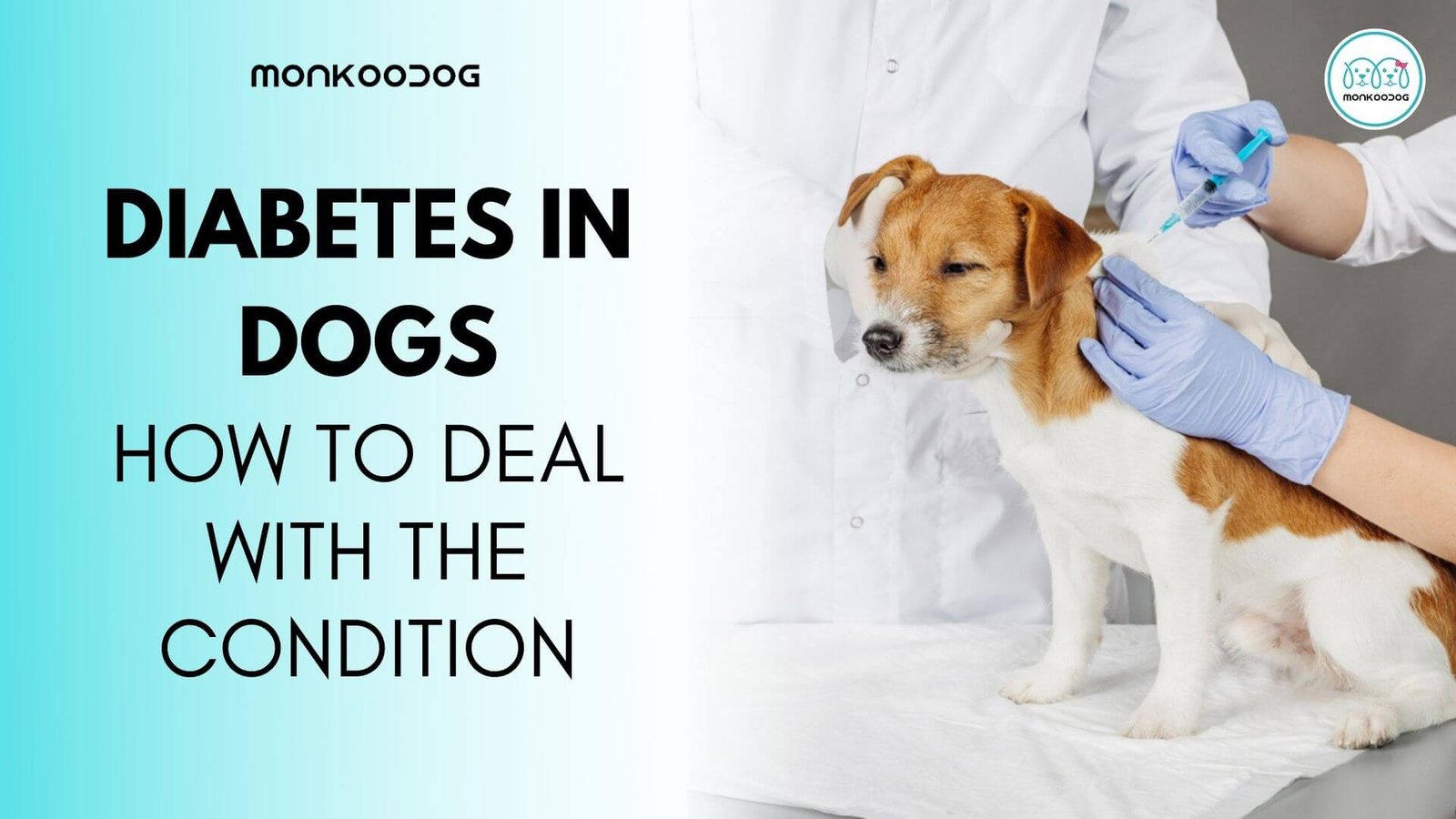 Dog Diabetes_ How To Deal With The Condition